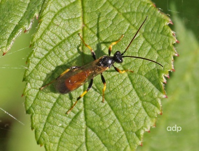 Ichneumon suspiciosus, Alan Prowse